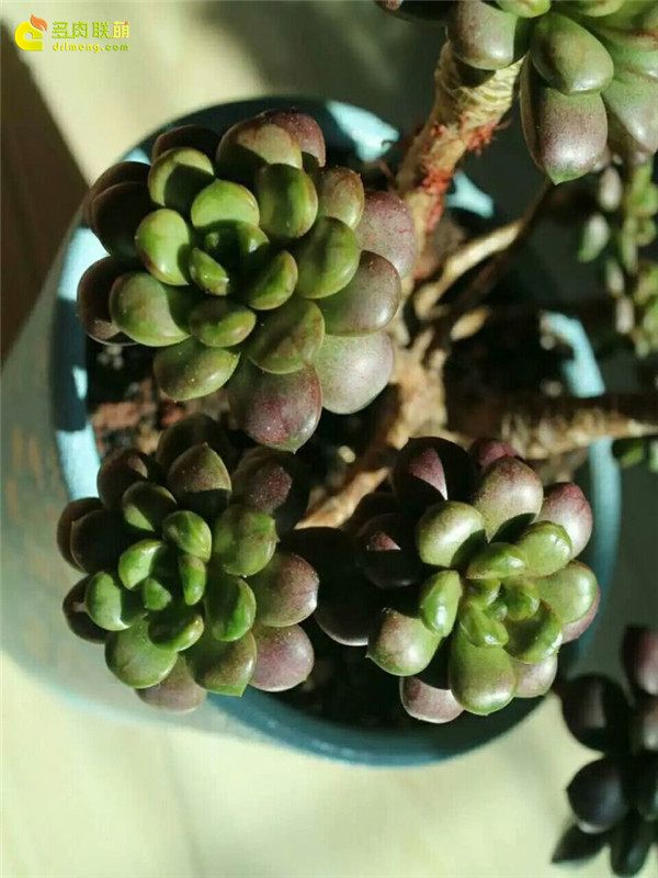 一个脚气患者的真实故事,关于癣有趣的故事