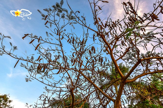 夏日国外巴厘岛避暑旅游推荐,巴厘岛夏天的风景