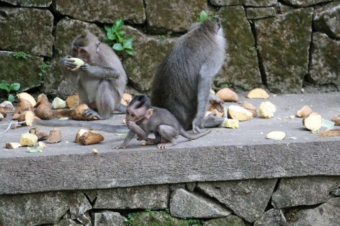 巴厘岛2天自由行,巴厘岛十一天自由行