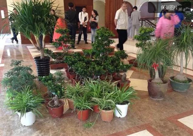 总被骂传销的权健却成为了最用心做足球的那个