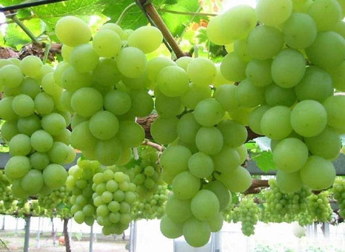 例假来了可以喝过敏药吗,例假期间可以喝土茯苓吗