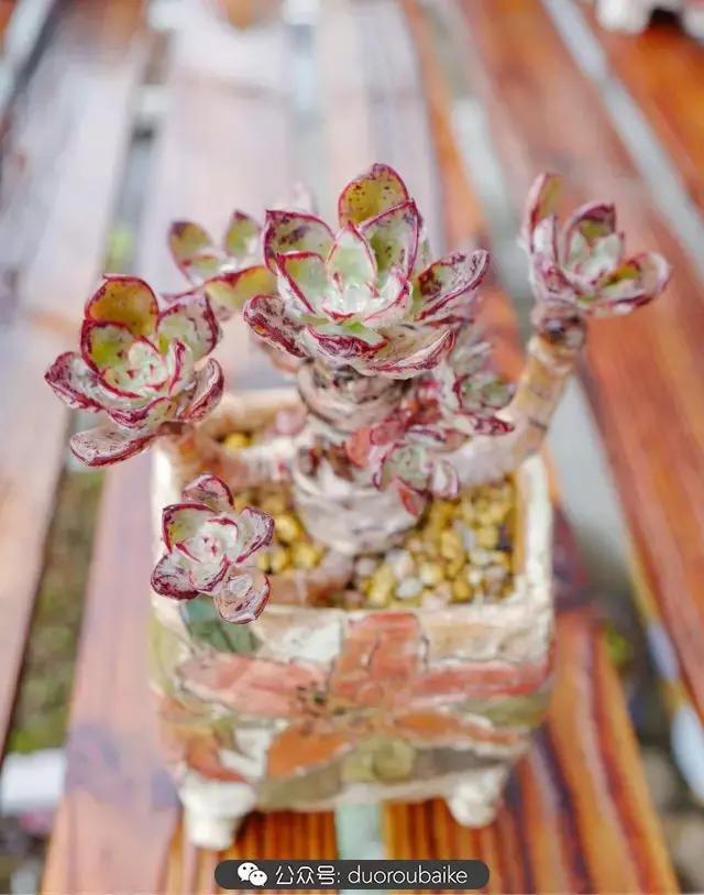 春雨多肉精品,包邮区的多肉