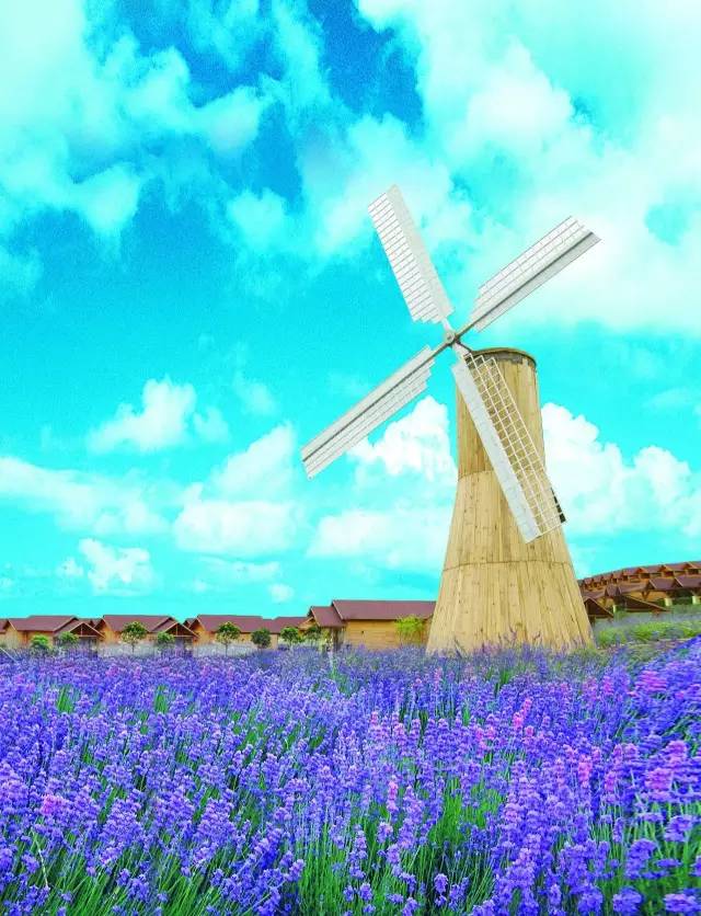 不用去罗平也可以看油菜花,不用去日本也能看的樱花海