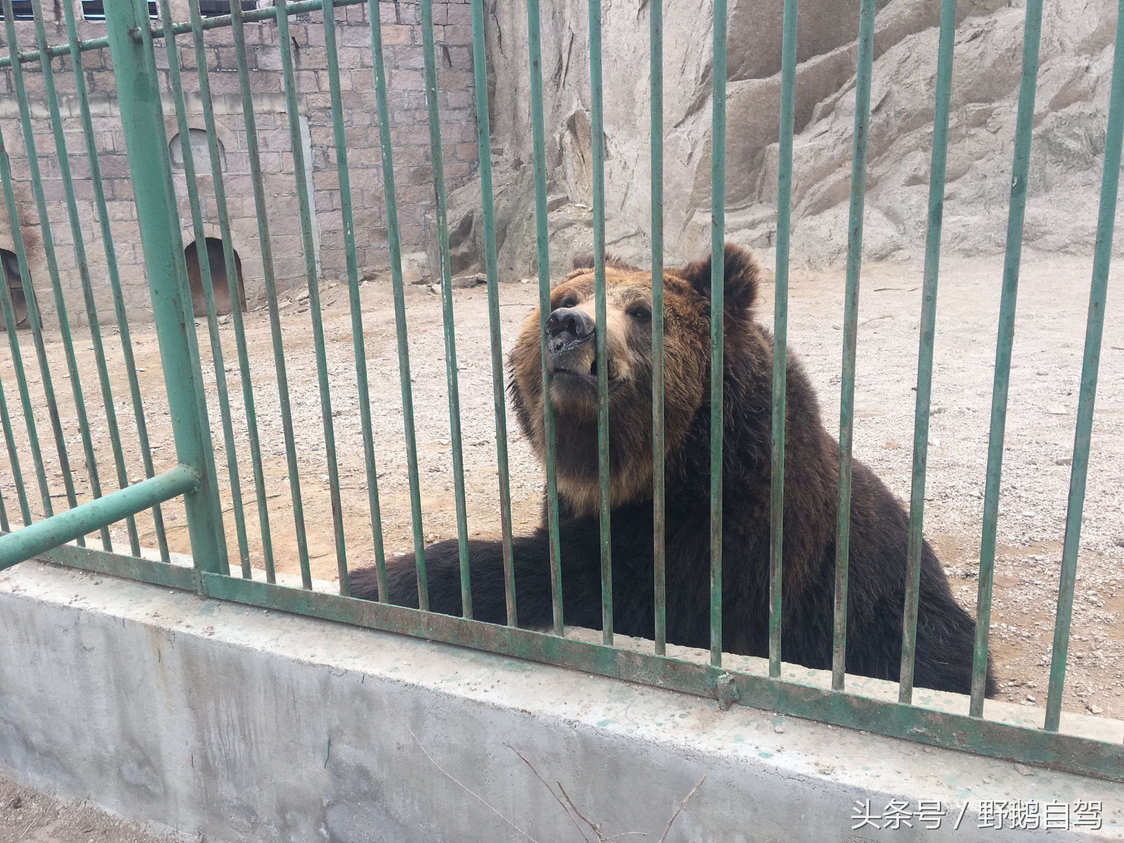 八达岭野生动物园野兽区,八达岭动物园自驾攻略大全