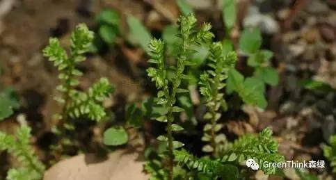 狼尾蕨造景方法,狼尾蕨的森林造景