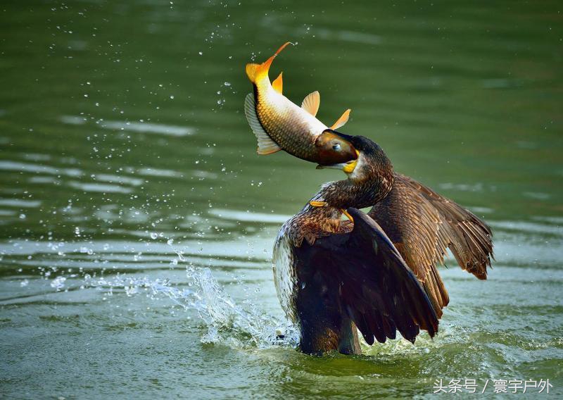 靠着千年传承的鸬鹚捕鱼，他们登上了央视的大屏幕！（附视频）