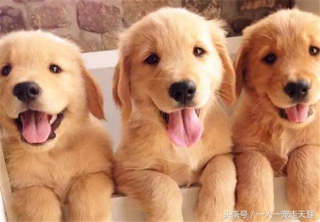 最可爱的四种宠物,10种最可爱的宠物狗