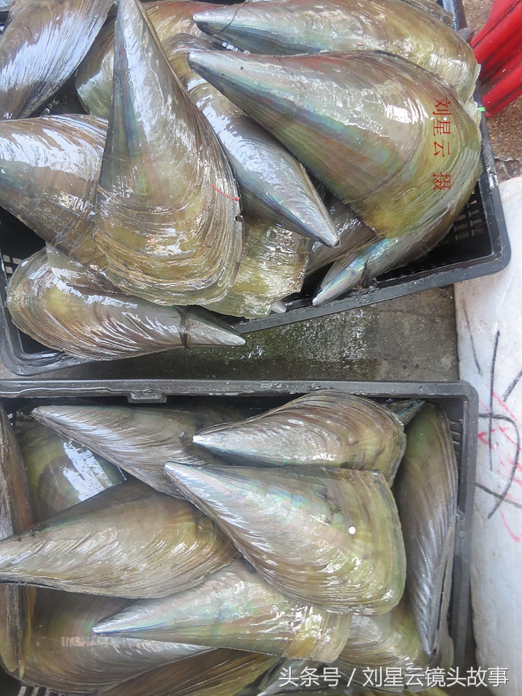 来三亚旅游想吃带壳的海鲜，不当冤大头，要有智慧善挑选和会安排