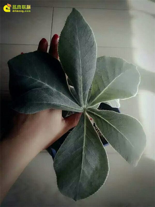 一个脚气患者的真实故事,关于癣有趣的故事