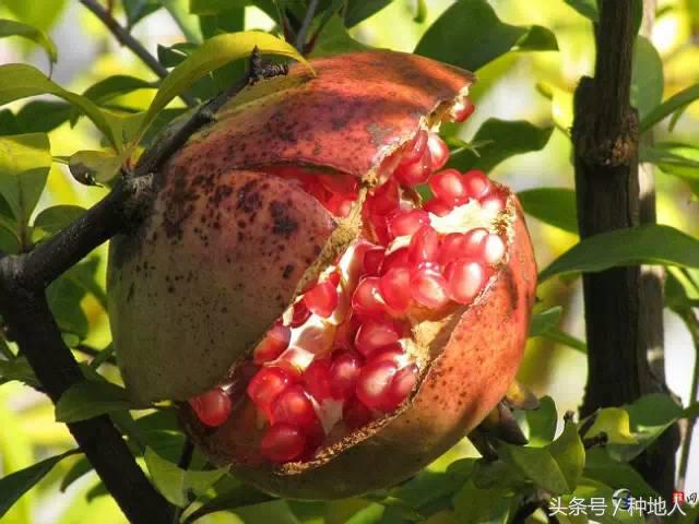 高产突尼斯石榴苗,石榴高产栽培技术要点