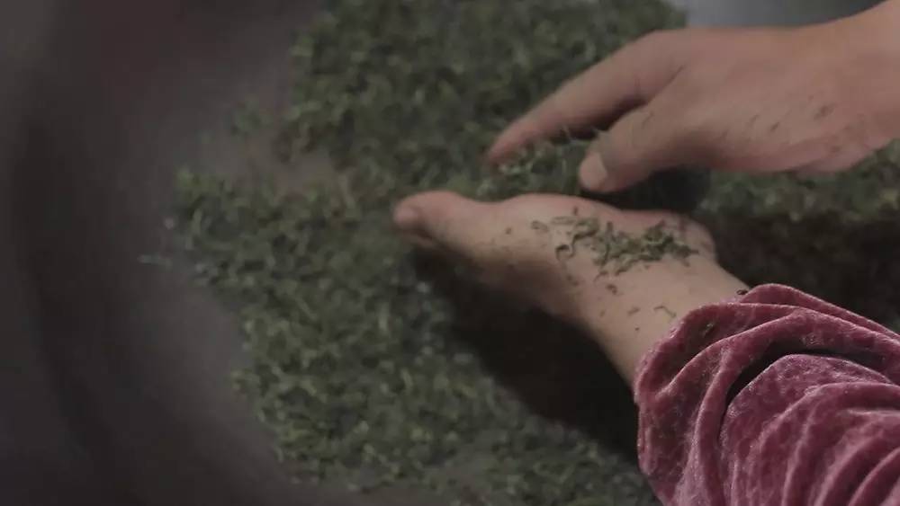 云南碧螺春和苏州碧螺春的区别,苏州哪里可以买到真正碧螺春