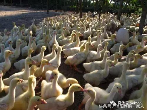 鹅舍怎样建设合理,鹅舍养殖方法视频