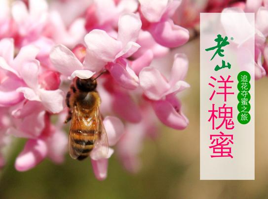 哪种蜂蜜防过敏效果好点,蜂蜜防过敏的功效与作用