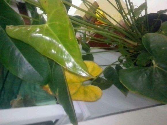 红掌总是黄叶怎么回事,红掌老是黄叶怎么办