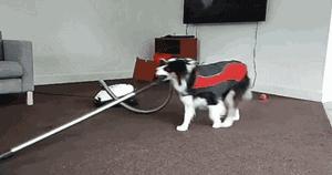 边牧这么聪明为什么很少人养,边牧太胆小了什么都教不会