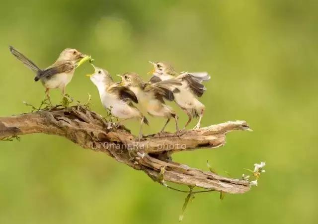 这是一篇只有鸟的美篇，却深深地打动了我