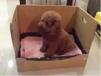 老板我要请假！不是因为我病了，而是因为我家狗要生啦