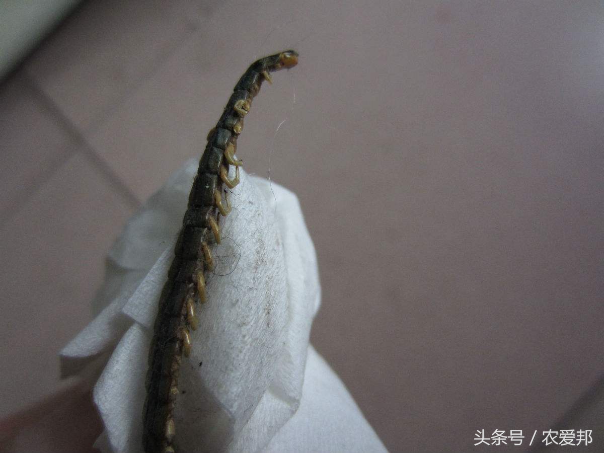 农村的孩子受到太多伤害,在农村的孩子有什么危险