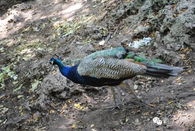 一生必去一次的非洲坦桑尼亚｜回归狂野