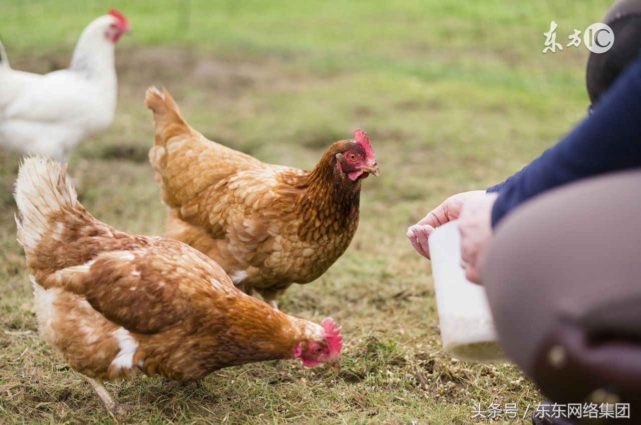 鸡嗉囊有气如何治疗用什么药,鸡嗉子里有气是什么病怎么治疗