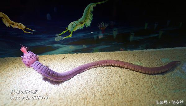 几亿年前海洋生物,生命摇篮澄江老照片