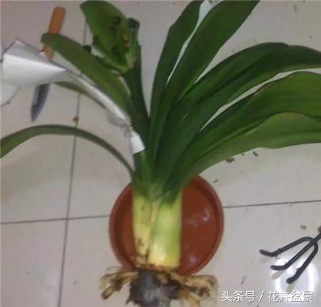 烂根花卉怎么处理,最容易烂根的3种花卉