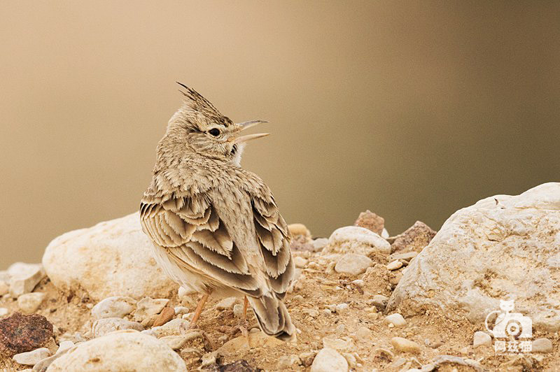 以色列,闯入“禁区”的观鸟人