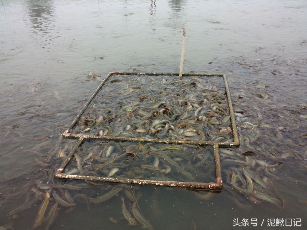 养泥鳅是发家致富好项目,创业养泥鳅百万收入