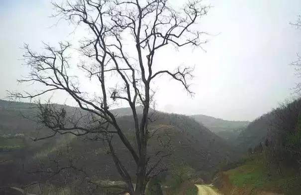 不亚樱桃沟、赛过杏花谷的洪庆墨玉河竟然没多少人知道！