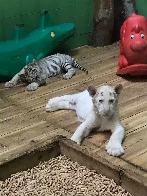 长隆番禺野生动物园攻略,番禺长隆野生动物园门票攻略