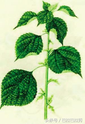 万年衣祖，匠心麻料