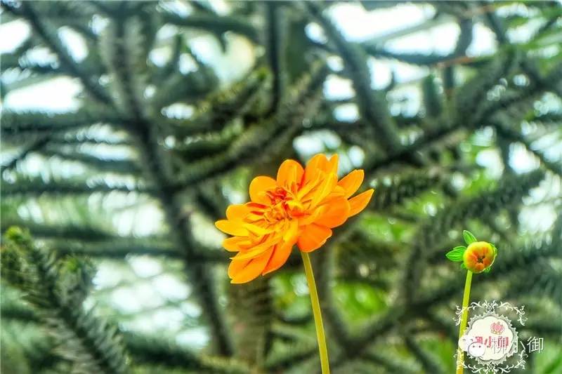 春节旅游新加坡,还能不能春节旅游去新加坡