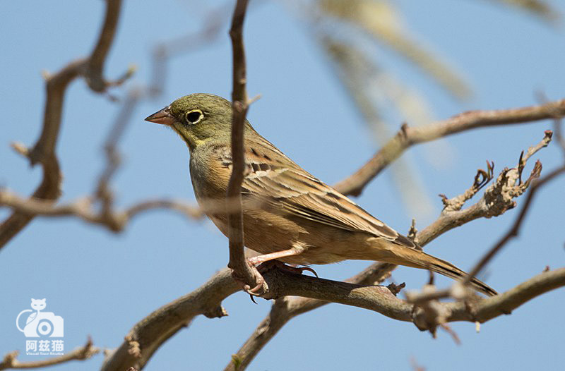 中东荒漠中的“特殊旅行”
