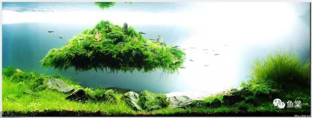 分享养植经验,分享绿植花卉养护日常