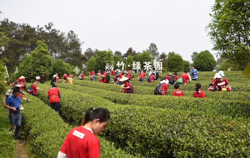 蒲江成佳采茶体验价格,四川蒲江成佳采茶