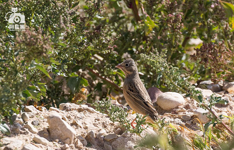 中东荒漠中的“特殊旅行”