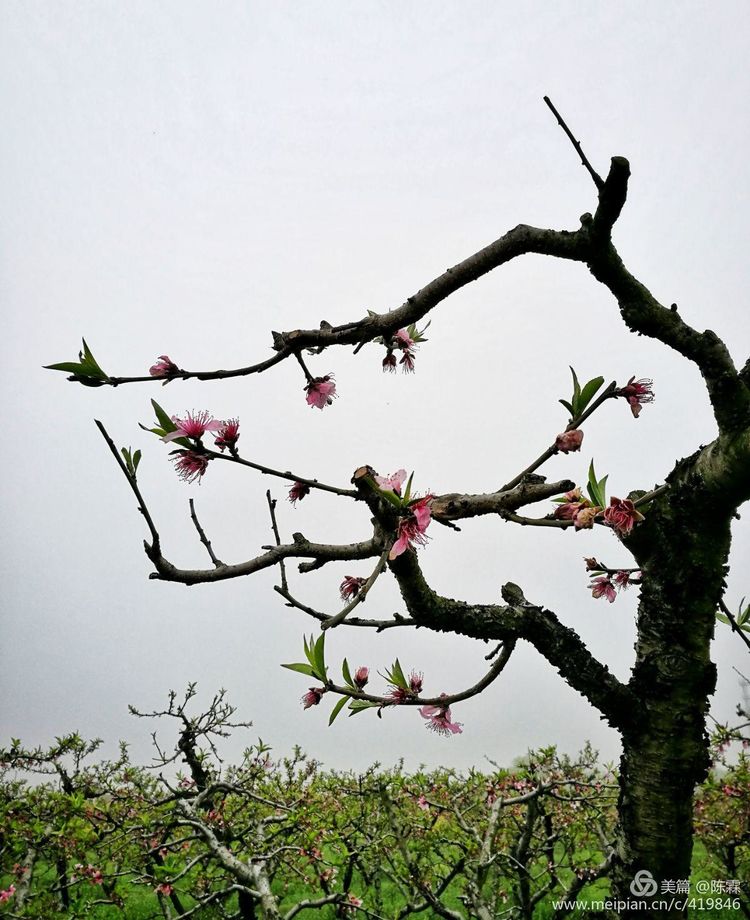 爱到尽头:本想送君一部红楼