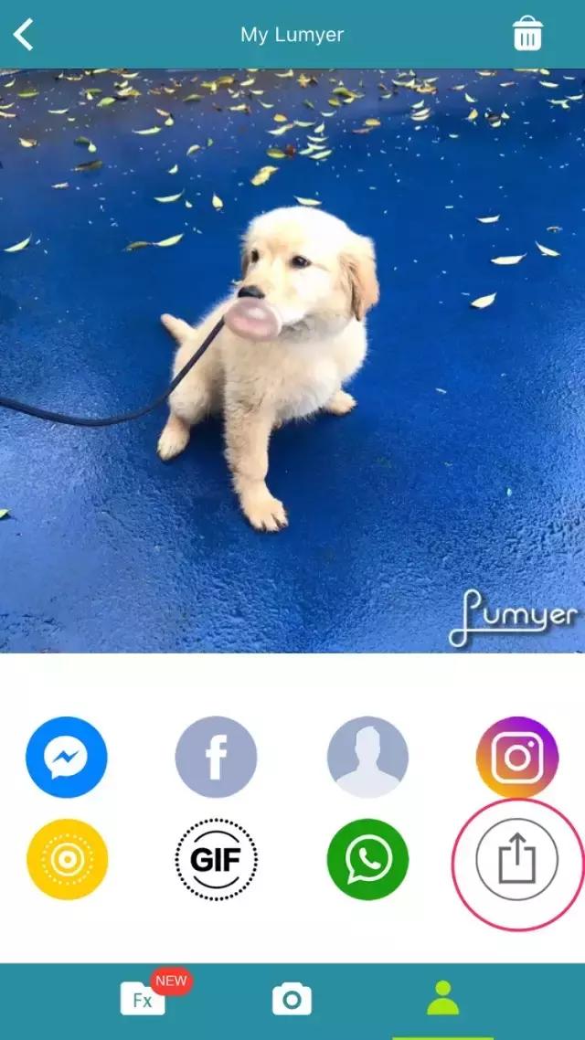 铲屎官拍同款,铲屎官的建议