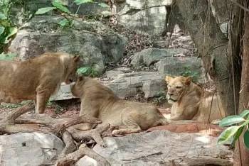 广州长隆野生动物园游玩路线攻略,广州番禺长隆野生动物园详细攻略
