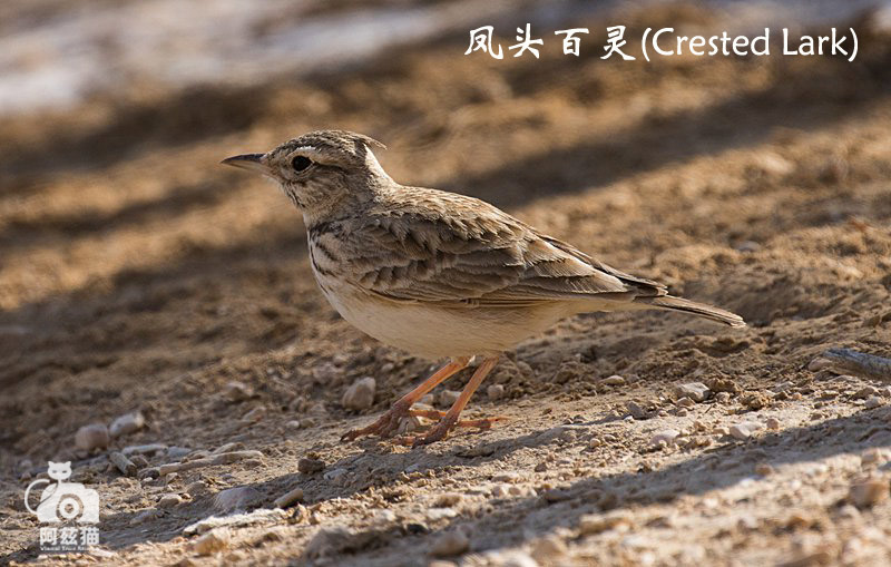 中东荒漠中的“特殊旅行”