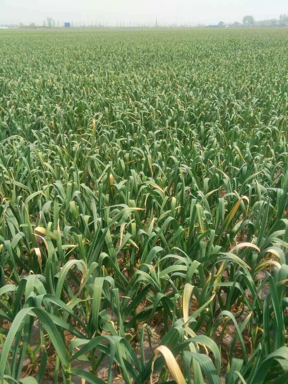 一起走进中国大蒜第一镇