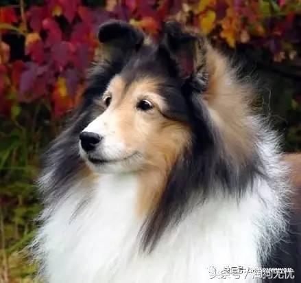 苏牧和喜乐蒂该选择谁,喜乐蒂和苏牧什么关系