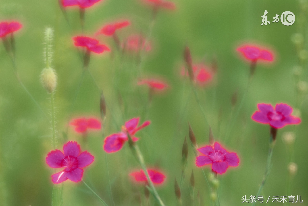 六月份的宝宝取女孩好听的名字,女孩名字洋气有涵养一月份出生的