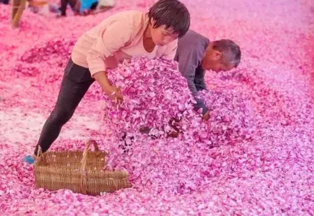 成都周边玫瑰景点推荐一下,成都玫瑰花海一日游