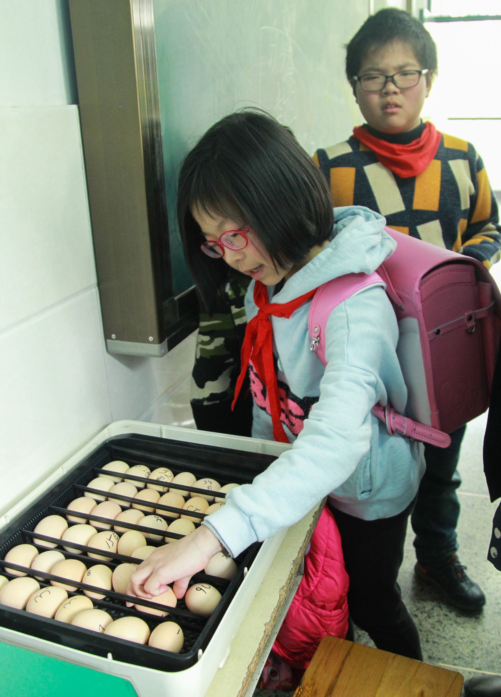小学四年级班里集中采购了36只种蛋就是为了孵小鸡！