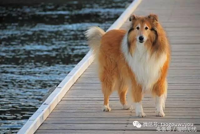 苏牧和喜乐蒂该选择谁,喜乐蒂和苏牧什么关系