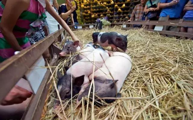 魔法宝贝门票,魔法宝贝团购