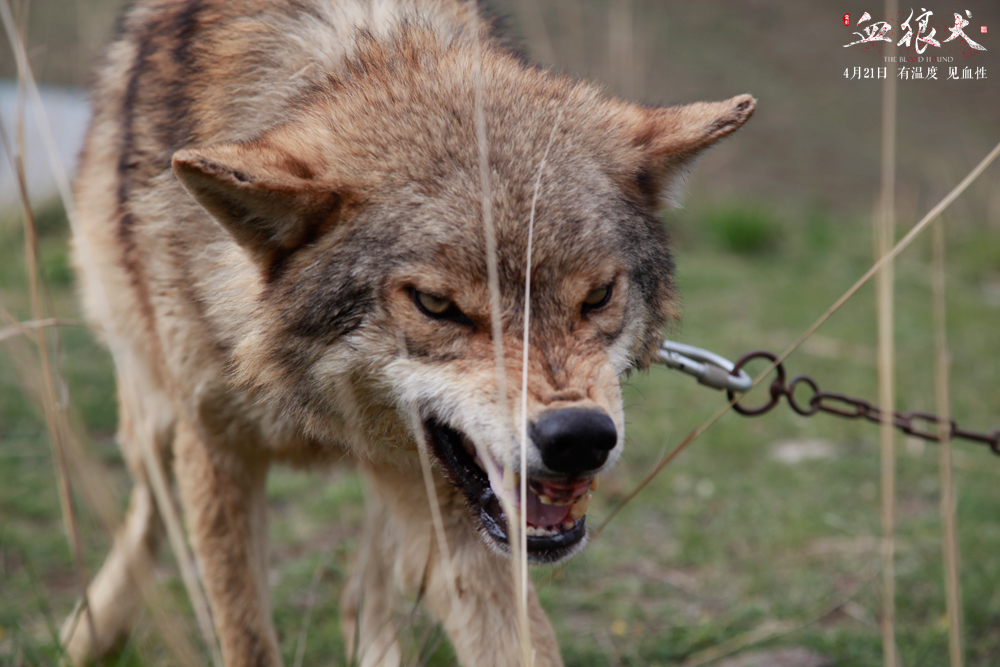 血狼犬电影口碑排行榜,投资血狼犬的电影为什么血本无归