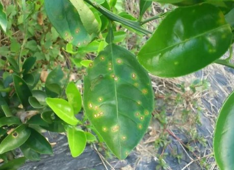 链霉素防治沃柑溃疡病,沃柑溃疡病的防治技巧