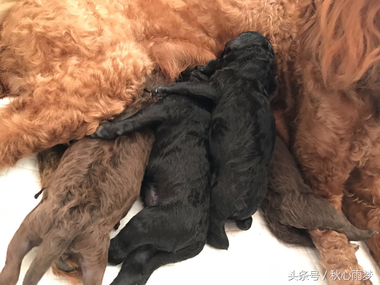 刚出生小奶狗,刚出生的泰迪小奶狗